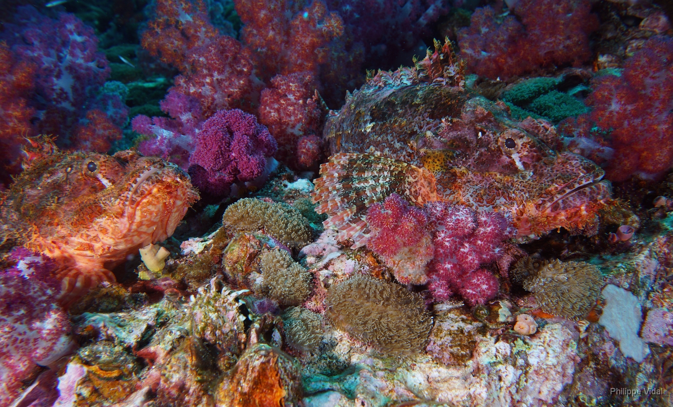 Birmanie - Mergui - 2018 - DSC03202  - Tasseled scorpionfish - Poisson scorpion a houpe - Scorpaenopsis oxycephala.jpg